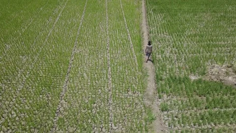 Vast expanse of rice fields Video stock 130207847