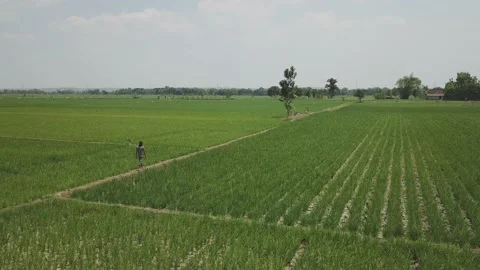 Vast expanse of rice fields Video stock 130213699