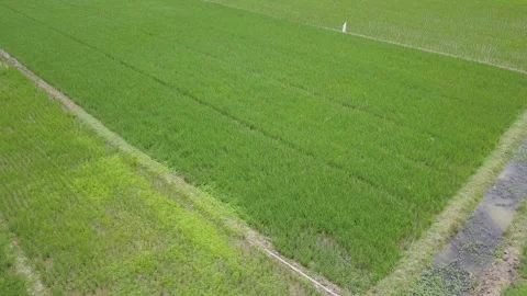 Vast expanse of rice fields Video stock 130213953