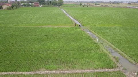 Vast expanse of rice fields Video stock 130214035