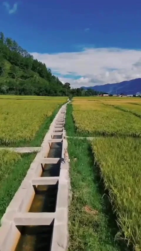 Vast expanse of rice fields Stock Footage 308015871