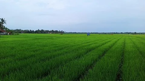 Vast expanse of rice fields 写真素材