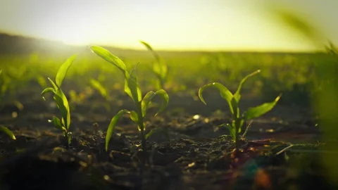 In a vast farm field young corn stalks with emerging kernels grow under the Stock Footage 333500686