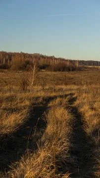 A vast field of dry grass scattered with trees in the background Stock Photos
