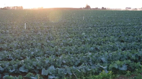 Vast field of fresh green vegetable crops at sunset in Werribee South, Australia Stock Footage 336035210