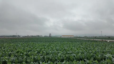 Vast field of green leafy vegetables growing on a rural farm Stock Footage 332575444