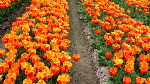 A vast field of orange tulips Video stock 335118440