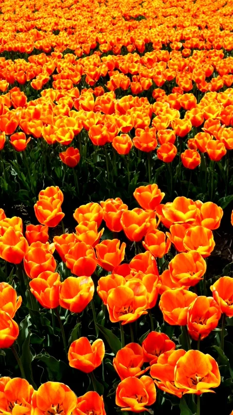 A vast field of orange tulips Video stock 335145176