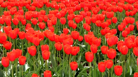 A vast field of red tulips Stock Footage 335136581