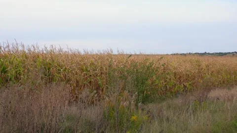 A vast field of ripening golden corn plants stands tall under a gentle open.. Stock Footage 321918329