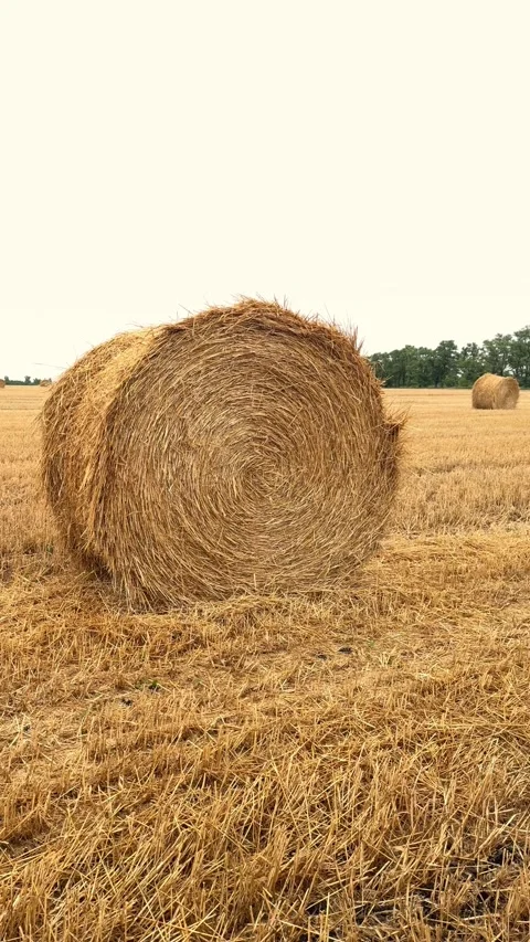 Vast Field of Straw Bales Panoramic View 動画素材 340340705