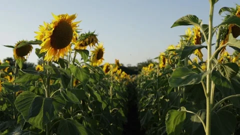 Vast field of sunflowers under a clear blue sky at golden hour Vidéo 341495544
