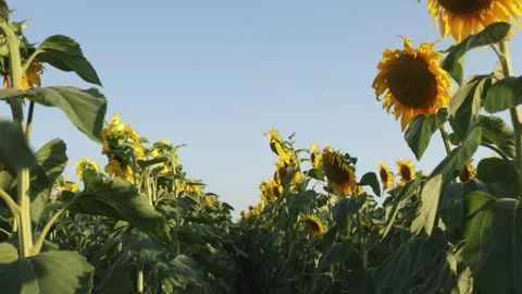 Vast field of sunflowers under a clear blue sky during daytime Stockbeeldmateriaal 341496372