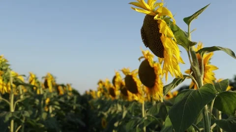Vast field of sunflowers under a clear blue sky during golden hour Stockbeeldmateriaal 341496785