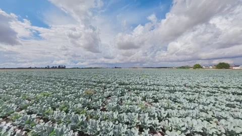 Vast field of young cabbage crops under bright, cloudy sky 動画素材 342955794