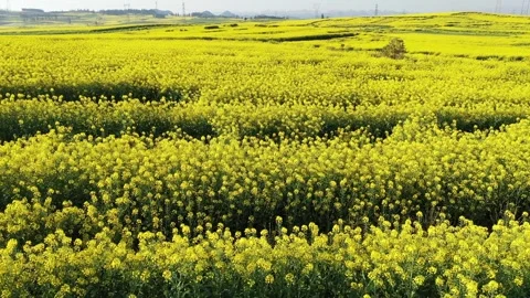 Vast fields of blooming yellow rapeseed flowers under a clear spring sky 動画素材 342104153