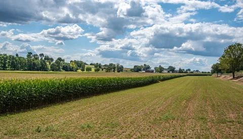 Vast Fields of Corn Stretch Towards the Horizon Under a Blue Sky in a Rural.. Stock Photos