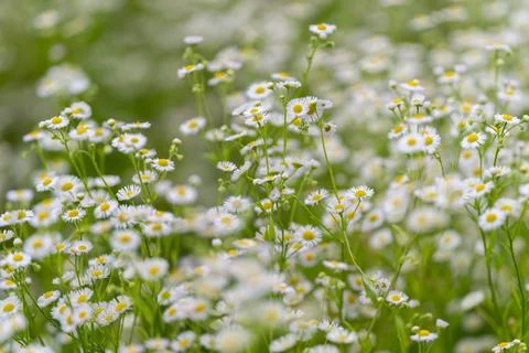 Vast fields of delicate white daisies dancing under the warm sunlight in a .. Stock Photos