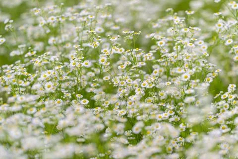 Vast fields filled with delicate daisies dancing in the gentle breeze of a .. Stock Photos