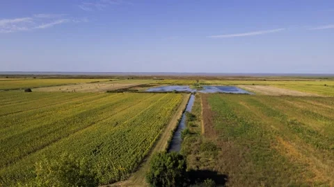 Vast fields of  Sunflowers, Saint-Romain Sur Gironde, France Video stock 286217153