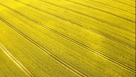 Vast Fields of Yellow Canola Fields with Horizontal Pathways 스톡 동영상 112672622