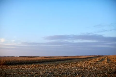 Vast flat open maize fields in evening light Stock Photos