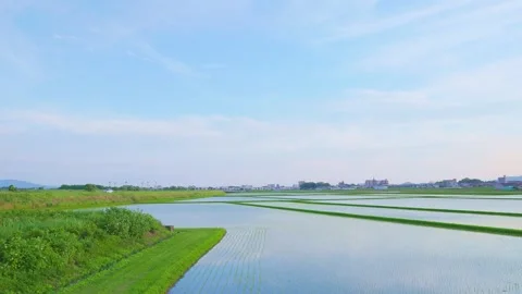 Vast flooded rice fields with green riverbank and evening sky in Japan Stock Footage 337887446