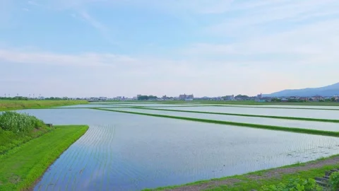 Vast flooded rice fields reflecting the soft evening sky in Japan Stock Footage 337887437