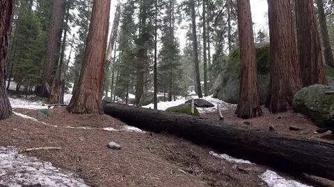 Vast forest area with giant Sequoia trees 4k Stockbeeldmateriaal 79542341