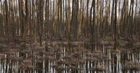 Vast forest backwaters, shot in motion, 4K Stock Footage 170587583