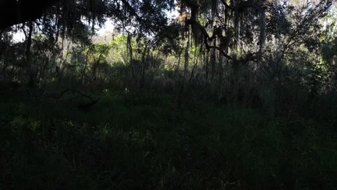A vast forest floor covered in small vegetation, shaded beneath towering trees! Video stock 331021139