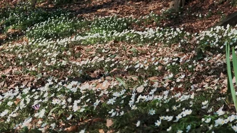 Vast forest glade completely covered with blooming white wood anemones. Video stock 332164426