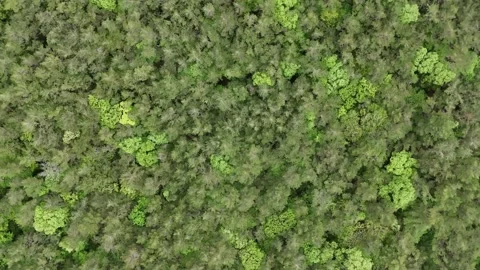 Vast Forest Landscape | Endless Green Mountains | Blue Sky - 4K Aerial Video Stock Footage 328710051