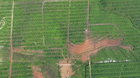 Vast forest landscape seen from above Video stock 330760392