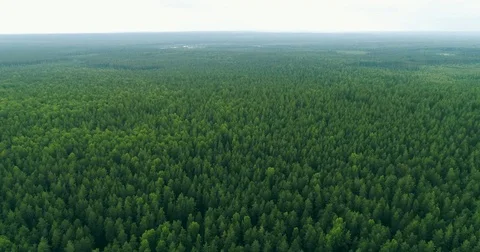Vast forests in Russia Stock Footage 78807474