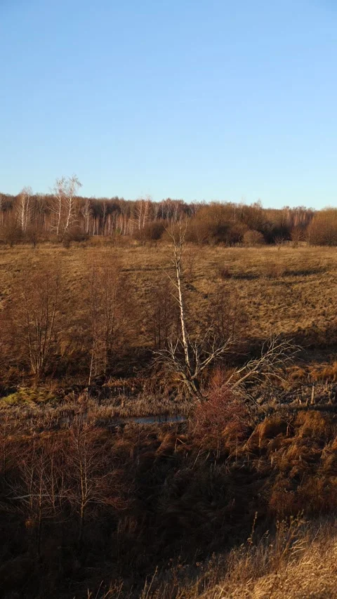 Vast Golden Fields Stretching Underneath a Clear and Radiantly Bright Blue Sky Stock Footage 291989855