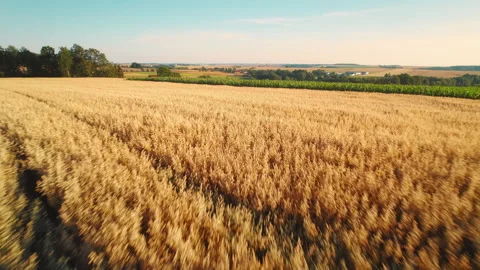 Vast golden oat and corn field during harvest season stretches into the horizon Stock Footage 284204953