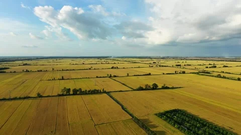 Vast golden rice fields contrast with dramatic sky from above Stock Footage 337697735
