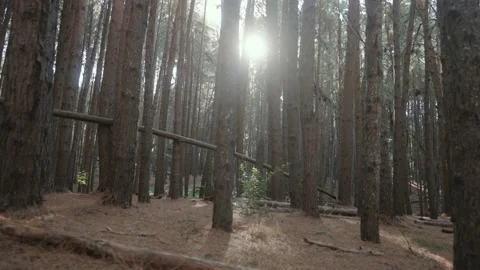 Vast gothic forest surrounded by tall pine trees with brief sun flare Stock Footage 142299720