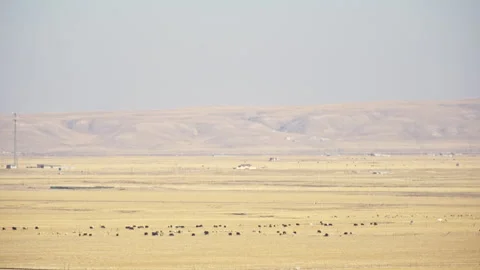 Vast Grassland with Distant Sheep and Cattle Grazing Stock-Footage 326375859