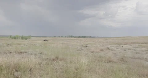 Vast Grassland Landscape with Distant Bison Stock Footage 332438091