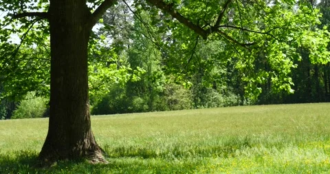 Vast Grassy Landscape with Trees Stock Footage 240700696