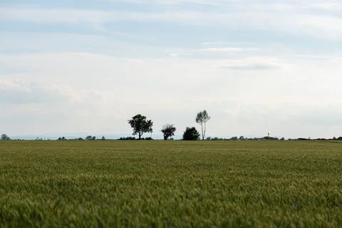 Vast green arable field with single trees on horizon under sky Фото