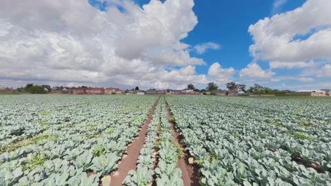 Vast green cabbage rows stretch under bright blue skies Vidéo 342955855