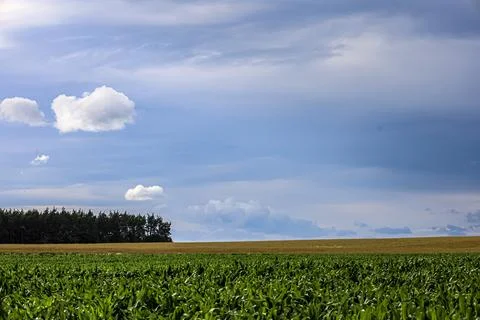 Vast green cornfield under a dramatic sky with fluffy white clouds 写真素材
