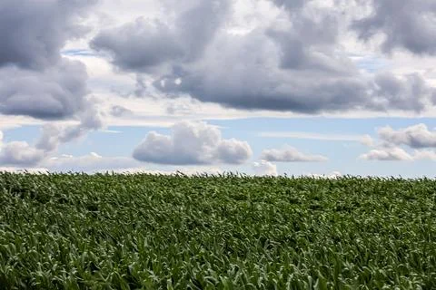 Vast green cornfield under a dramatic sky with fluffy clouds 写真素材