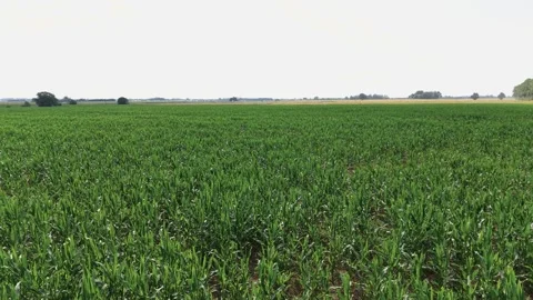 Vast Green Cornfield Under Soft Daylight, Rural Summer Landscape Wide Shot Stock Footage 341471817