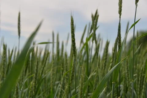 A vast green field of grain grows under the sun, planted in early spring Stock Photos