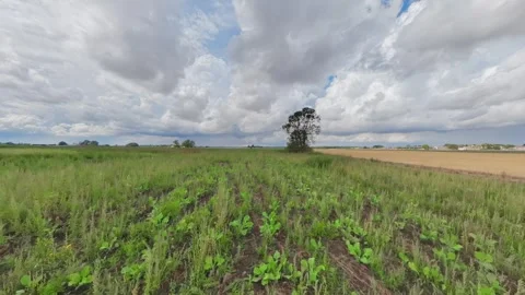 Vast green field stretches under soft clouds 库存影片 342954085