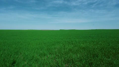 Vast Green Fields Spread Out Under a Clear Blue Sky, Inviting Peace and Stock Footage 308255264